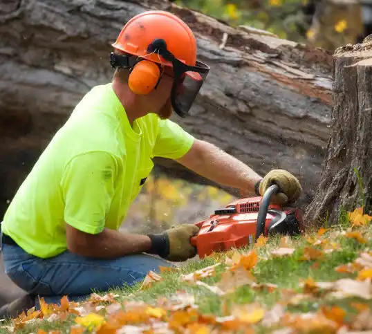 tree services Blue Jay